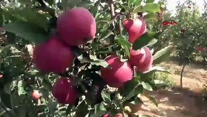 Don vurmuştu, hasat başladı ama ilk ürünler Dubai ve Libya'ya gitti!