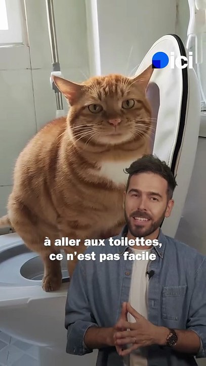 Comment apprendre à votre chat à utiliser vos toilettes ?