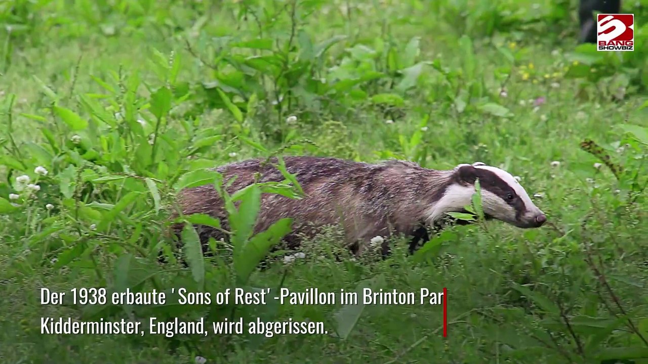 Dachse verantwortlich für Abriss des Pavillons in Kidderminster