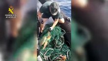 La Guardia civil encuentra dos ejemplares de Tortuga Boba a la deriva en Tenerife