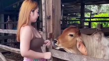 Sapi bukan sembarang sapi