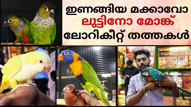 ഇണങ്ങിയ തത്തകളുടെ കിടിലൻ കളക്ഷൻ | Fully Tamed Parrot#petsworld #conure #parakeets #parrot ഈ ഷോപ്പിന്റെ അഡ്രസ്സ് മിക്കി പെറ്റ്സ് ബി‌ജെ‌പി ജില്ലാ ഓഫീസിന് സമീപം,പത്തനംതിട്ട.ഫോണ്‍ നമ്പര്‍ - 80896 90746/98463 90746Mickey Pets & Aquarium