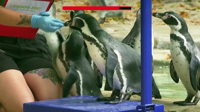 NO COMMENT: Así pesan a los más de 400 animales del Zoológico de Londres