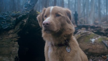 Good Boy Tráiler VO