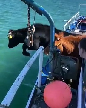 This clip from a farmer in County Mayo, Ireland, shows his cows leaping from a boat to swim to the Inishkea Islands for grazing.