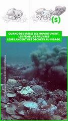 coquillages, des algues et autres matériaux des fonds marins