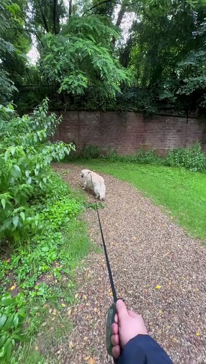 Mon chien a disparu (2)