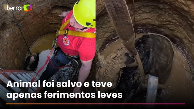 Cavalo é resgatado por bombeiros após cair em poço com 7 metros de profundidade em SC