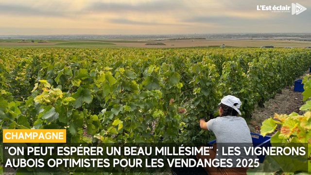 Tout est fait pour avoir une belle année : les vignerons aubois optimistes pour les vendanges 2025