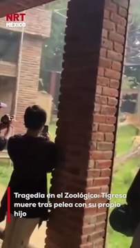 Lo que debía ser una visita tranquila al zoológico se convirtió en tragedia: Indira, una tigresa de bengala, murió tras una pelea con su propio hijo.