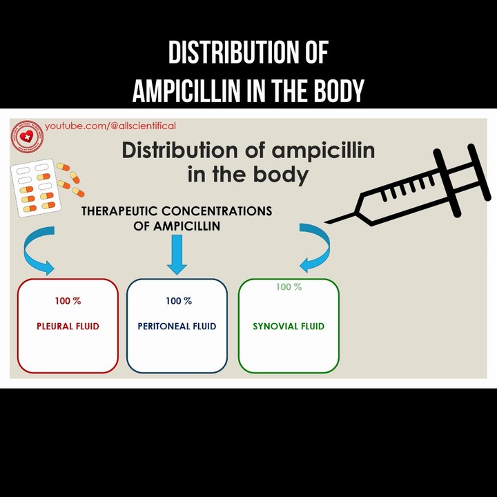 Distribution of ampicillin in the body