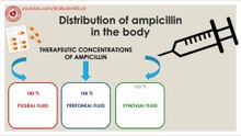Distribution of ampicillin in the body