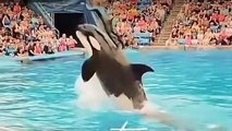 Jessica Radcliffe orca attack video