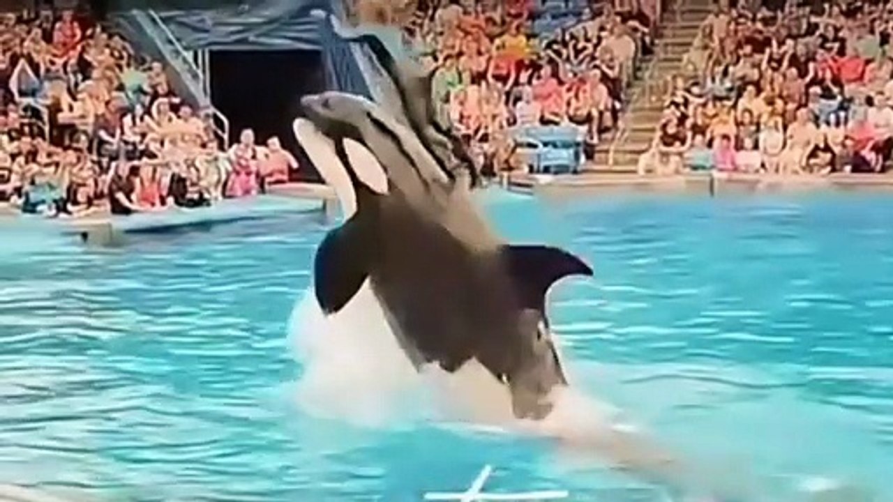 Jessica Radcliffe orca attack video