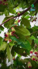 Cuba quiere salvar al caracol más hermoso del mundo, víctima de su belleza