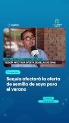 Sequía afectará la oferta de semilla de soya para el verano