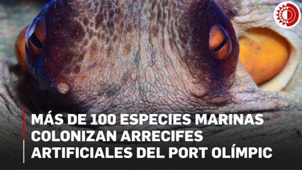 Más de 100 especies marinas colonizan arrecifes artificiales del Port Olímpic de Barcelona