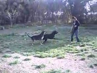 Attila labrador de 2 ans à adopter