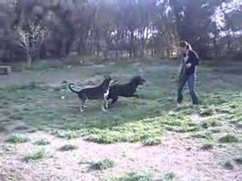 Attila labrador de 2 ans à adopter