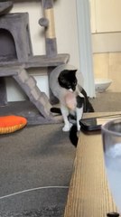 Cat Struggles to Eat Ham with Cone Collar