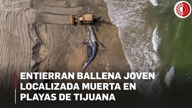 Entierran ballena joven localizada muerta en Playas de Tijuana