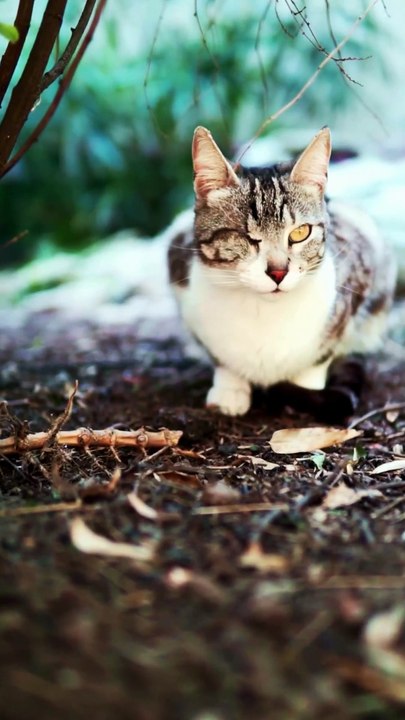 The Secret Life of Cats: 5 Amazing Things You Didn’t Know