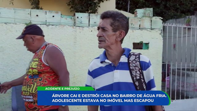 Árvore de 15 metros cai e destrói casa no Recife: entenda o impacto na estrutura e as causas possíveis