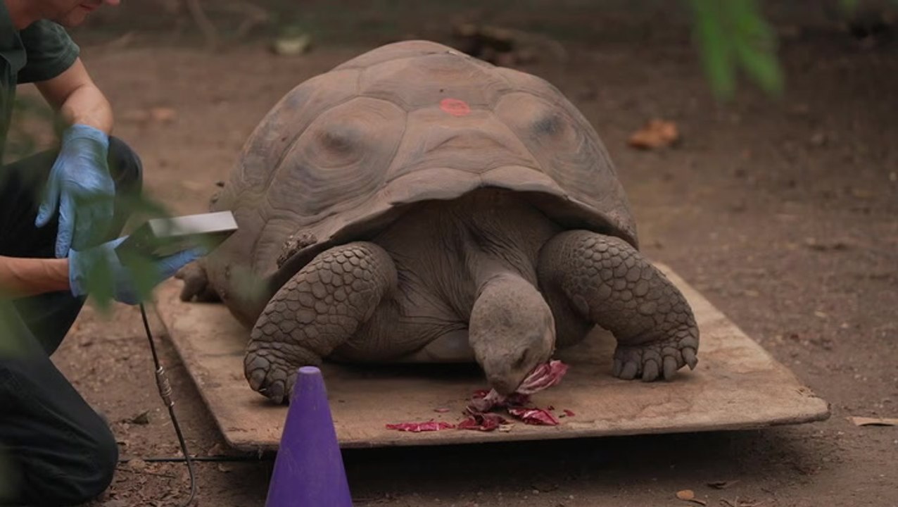 Adorable animals undergo annual weigh-in at London Zoo