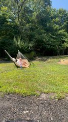 Hammock Snaps and Collapses on Woman