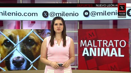 Dos perritos en situación de abandono extremo son rescatados en Sinaloa