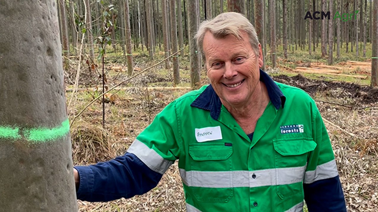 Hurford Forests pair cattle grazing with timber