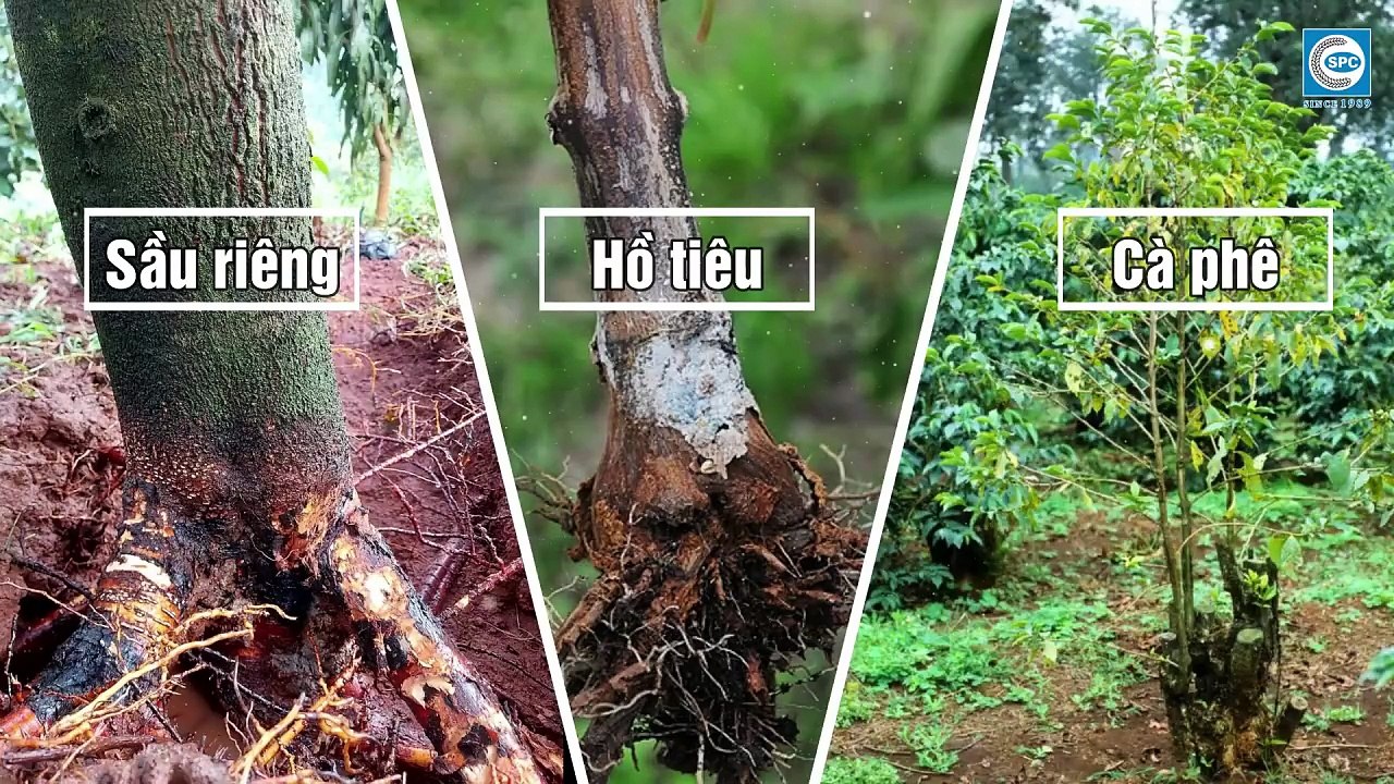 SPC CHÍNH THỨC RA MẮT SẢN PHẨM MỚI SAGOFLU PRO - nhãn hiệu KIM CƯƠNG  ĐẶC TRỊ MỐC SƯƠNG