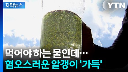 [자막뉴스] 심각한 대청호, 그런데...더 절망적인 전망 / YTN