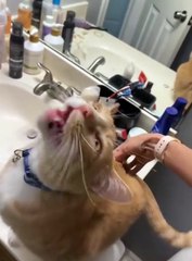 See if your cat has these interesting switches