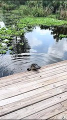 Alligator Pops Out of Water as Woman Ziplines Over Swamp