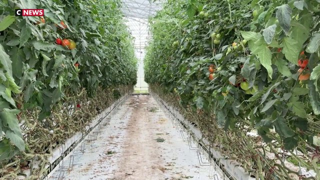 «On a mis autant d'argent que de chiffre d'affaires perdu» : le désarroi des maraîchers face aux aléas climatiques