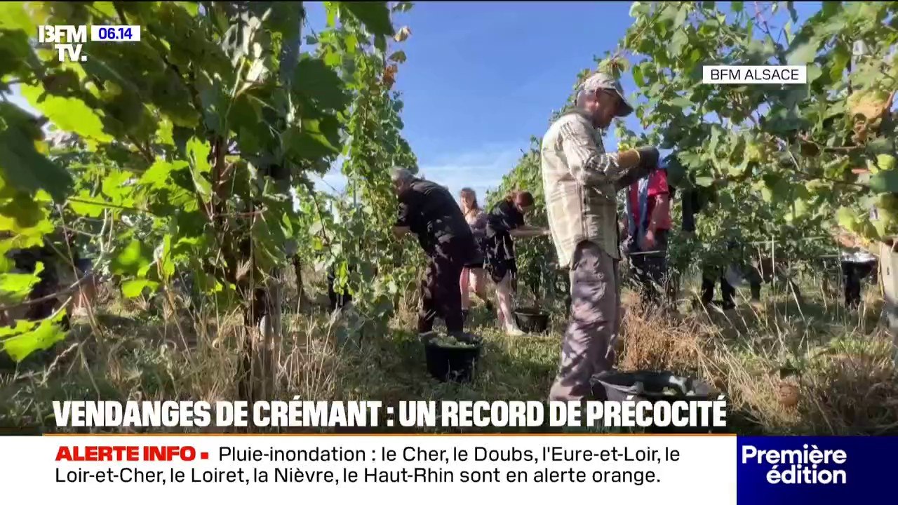 Record de précocité pour les vendanges de crémant en Alsace