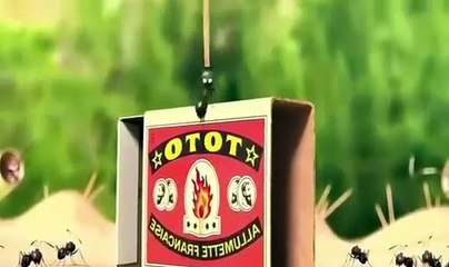 Epic Happiness Alert of ants 🐜war ￼