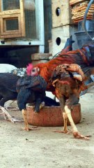 Pets Life #petslife #Viral #Funny #beauty