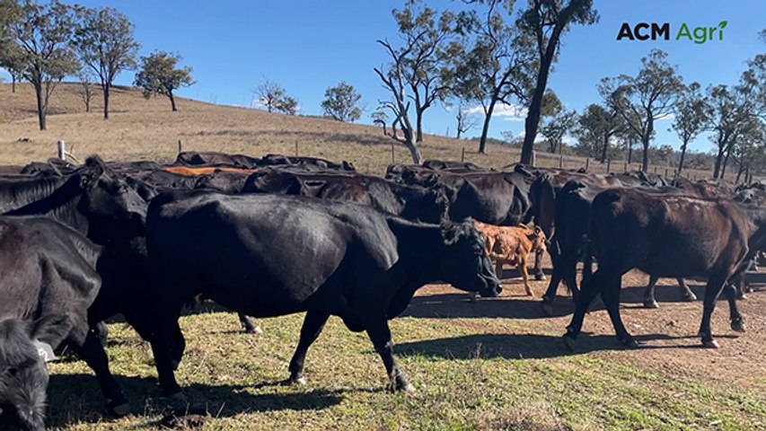 Cattle mustered for plunge dipping in Central Queensland | Queensland ...