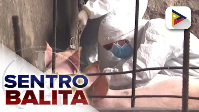 Bilang ng mga barangay na may kaso ng ASF, malaki na ang ibinaba batay sa datos ng DA-BAI; presyo at supply ng mga karneng baboy, nananatiling stable