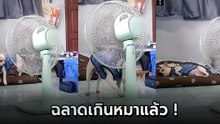 หมาสุดเก๋า เปิดพัดลมเองแล้วล้มตัวนอนชิล แหมฉลาดเกิน