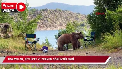Bozayılar, Bitlis'te yüzerken görüntülendi