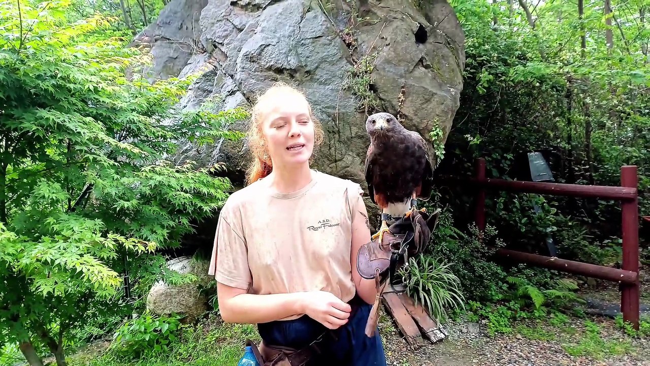 Aster la 'poiana di Harris': "Vede gli ultravioletti e le correnti d'aria"