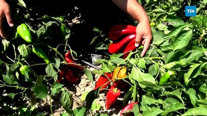 İzmirli çiftçi: Borçlarımızı ödeyecek, ayakta kalacak gücümüz kalmadı