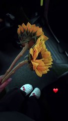 Sunflowers for Bebu 🌻