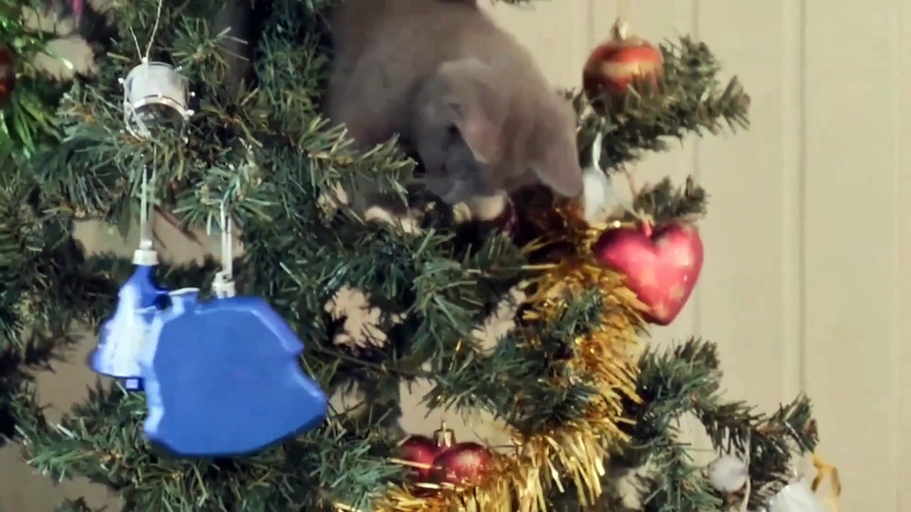 سورة الزمر القارئ حمزة مدبوح يا الله ما احححححلى هذا الصوت تلاوة تهتز لها القلوب قرآن مع القطط