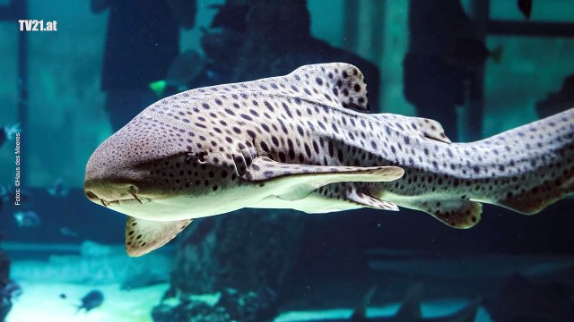 Der Tag is‘ für die Fisch‘! - Welttag der Fische im Haus des Meeres