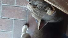 😹 Unbelievable! This Cat Breaks Into Houses Like He Owns Them! 🐾🍲 #funnycats #funnyanimals #shorts #cutecats #foryou