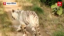किडनी फेल होने से श्वेत बाघ टीपू की मौत, मुकुंदपुर टाइगर रिजर्व में बचे सिर्फ इतने सफेद टाइगर